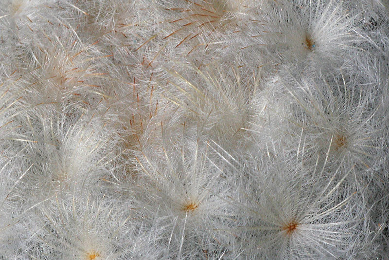 Mammillaria plumosa